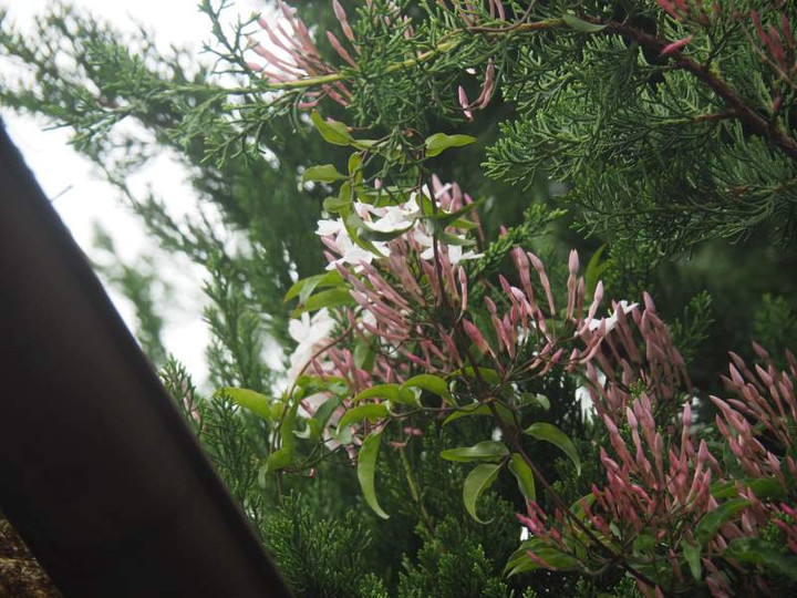 P4255527