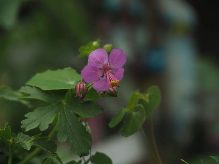 P4255528