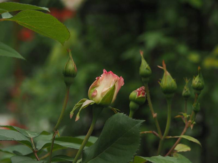 P4255537