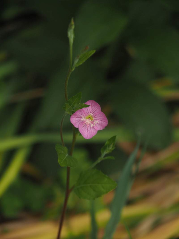 P4255545