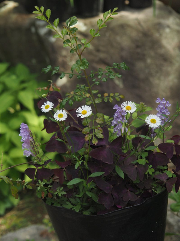 P4265553
