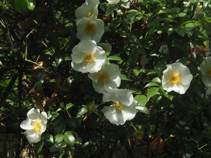 P4265554