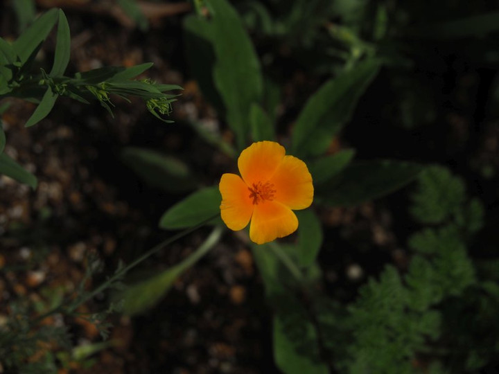 P4265559