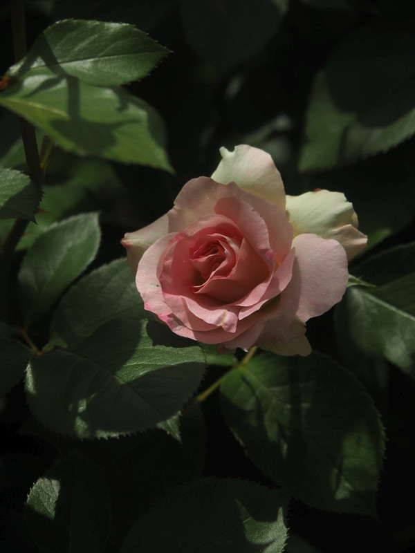 P4265562