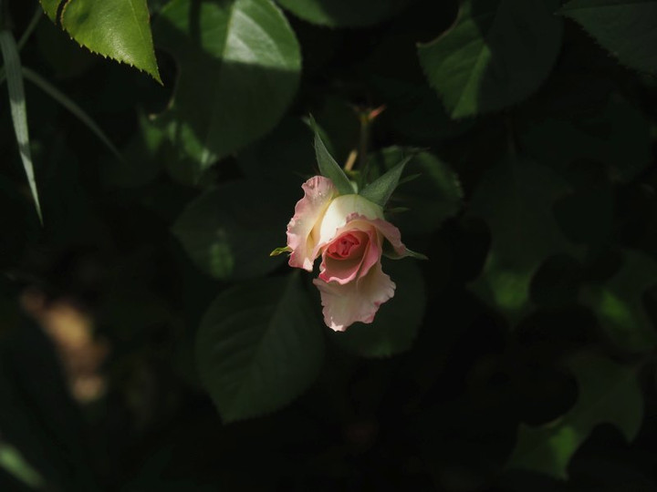 P4265563