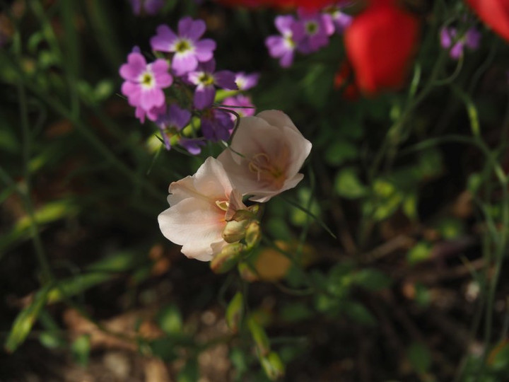 P4265575