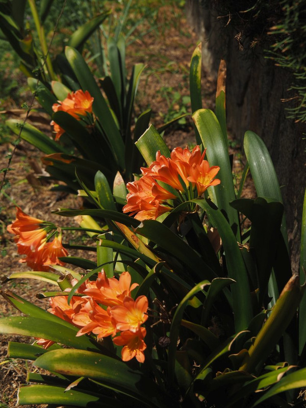 P4265587