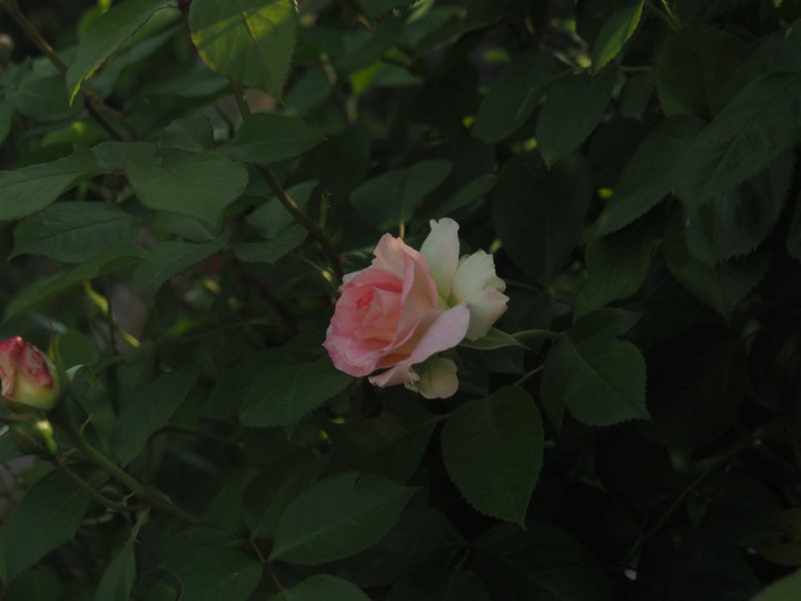 P4265605
