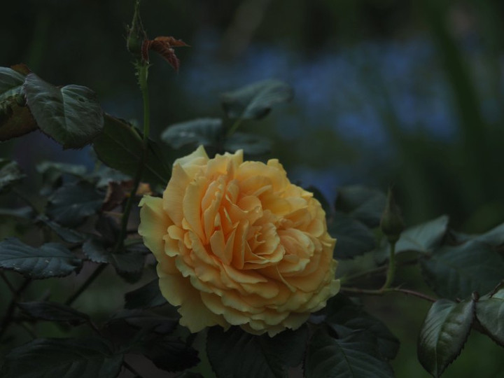 P4265612annneno_bara