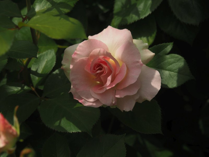 P4275620
