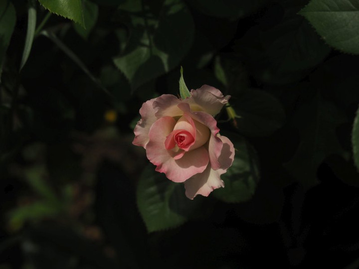 P4275621