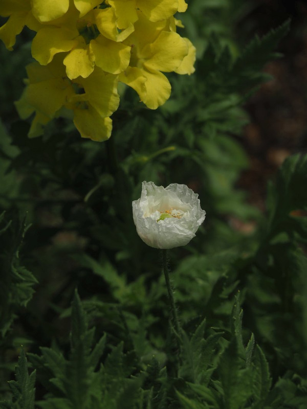 P4275622
