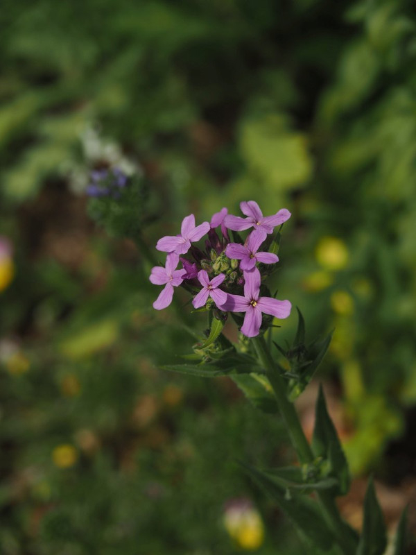 P4275624