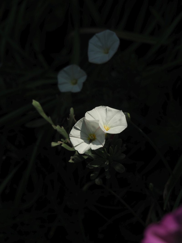 P4285646