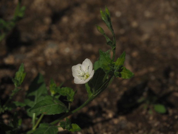 P4285654