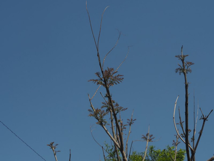 P4285662