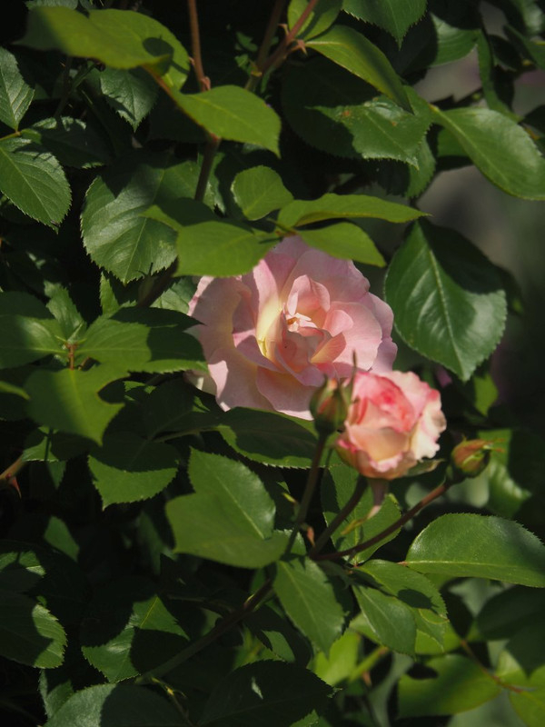 P4285663