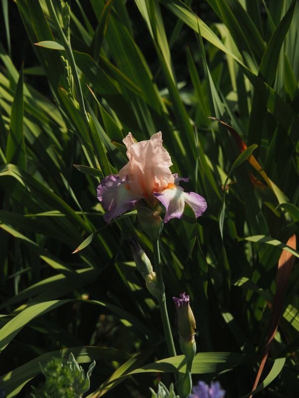 P4285665