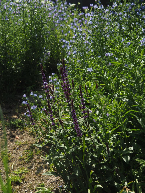 P4285669r