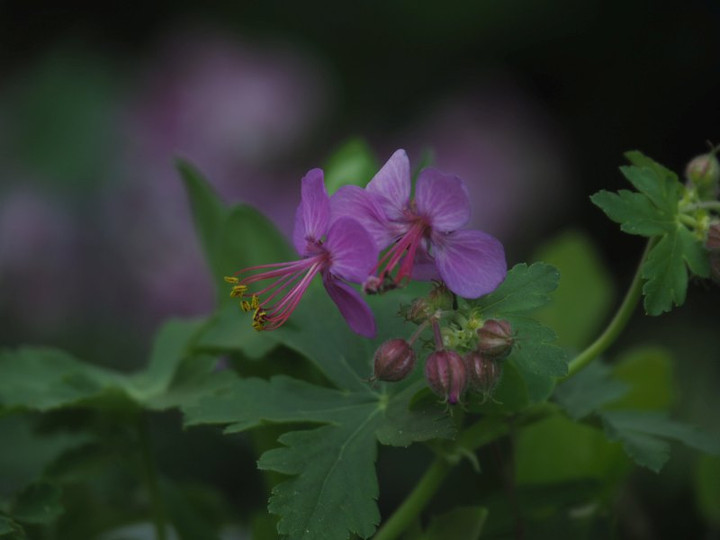 P4285679