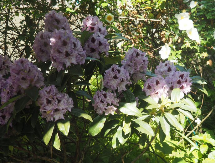 P4285681