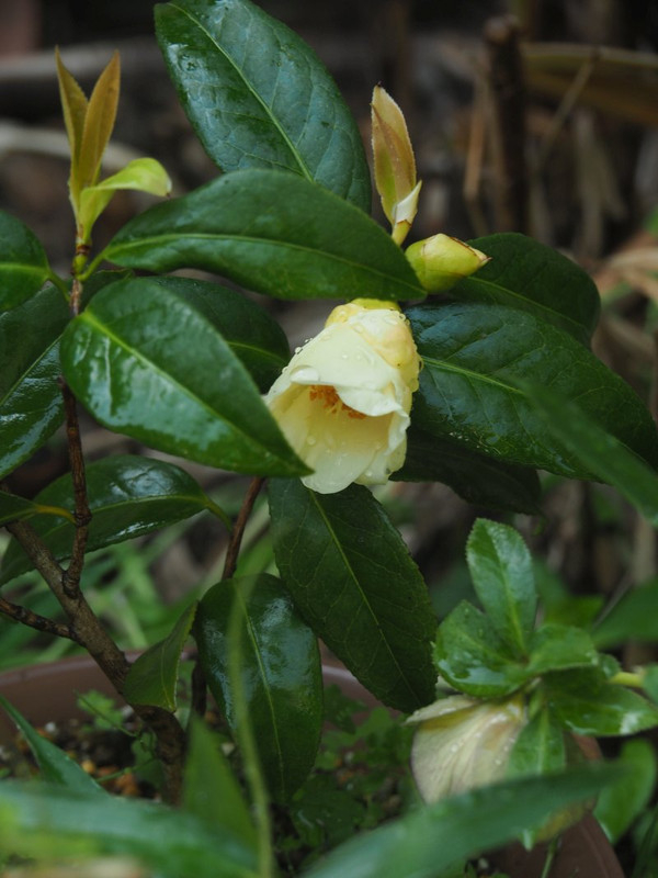 P4285683