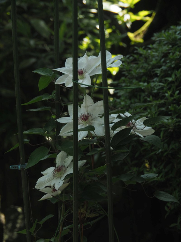 P4285689