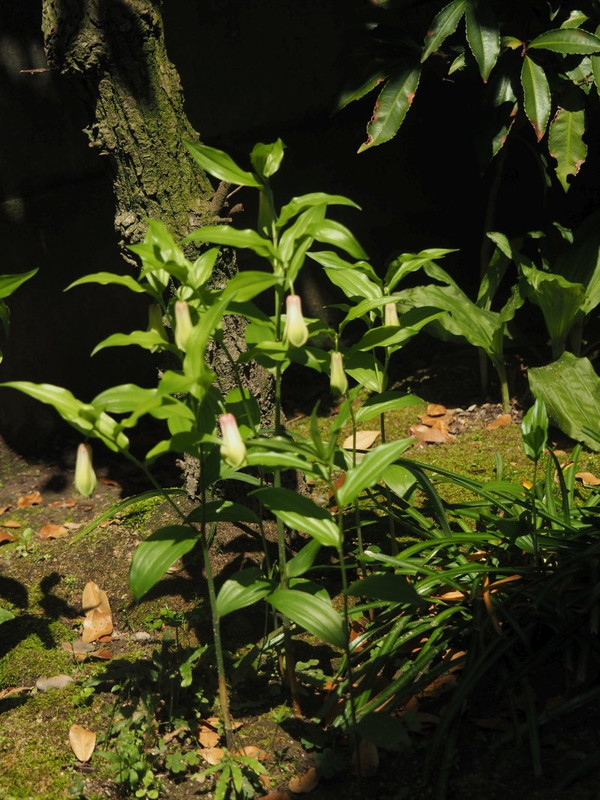P4285693