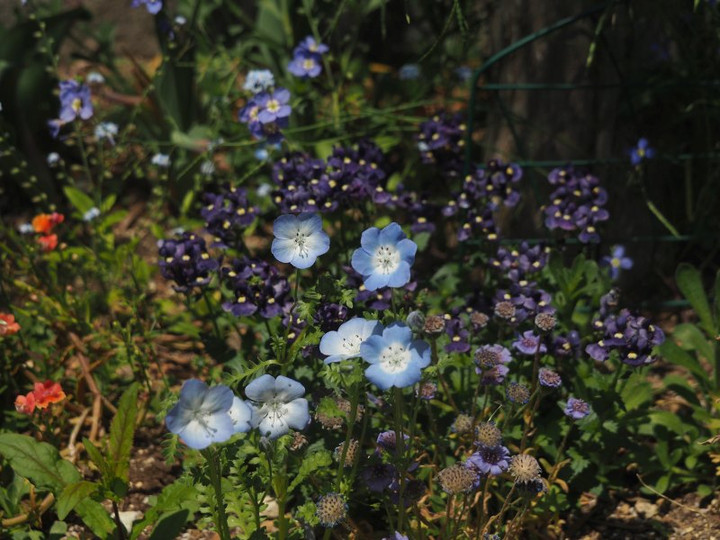 P4295699