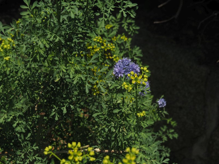 P4295702