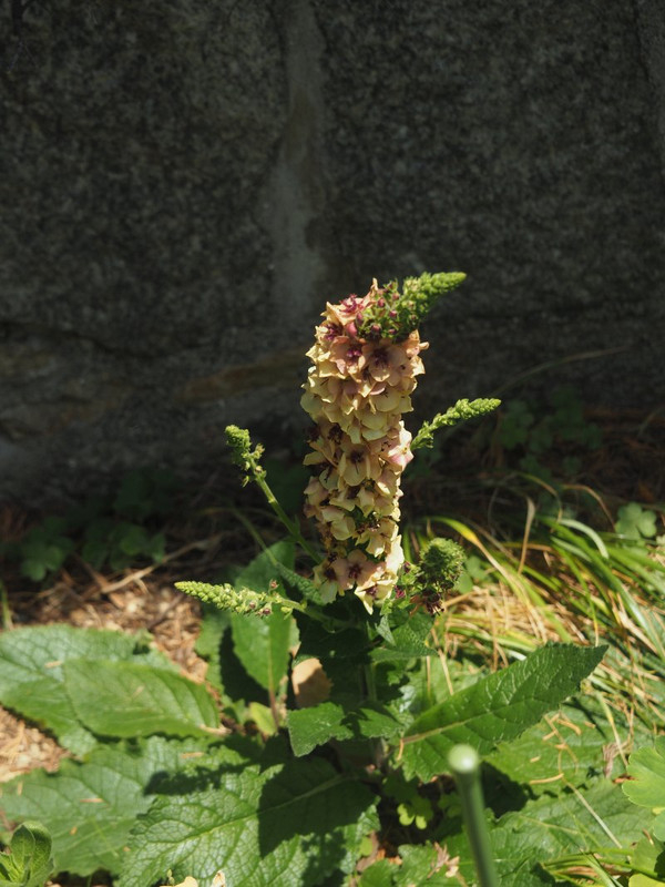 P4295704