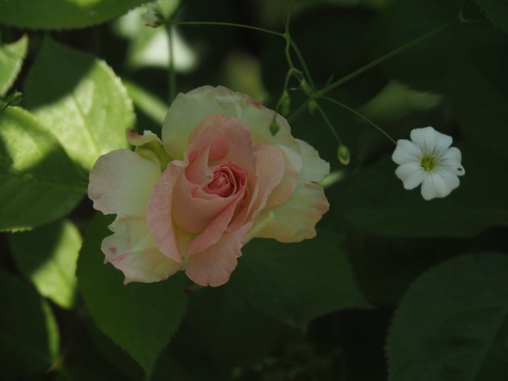 P4295730t