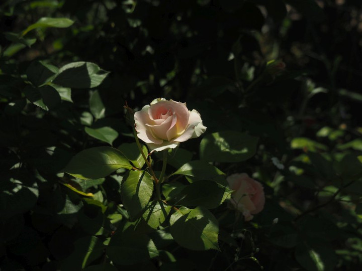 P4295733