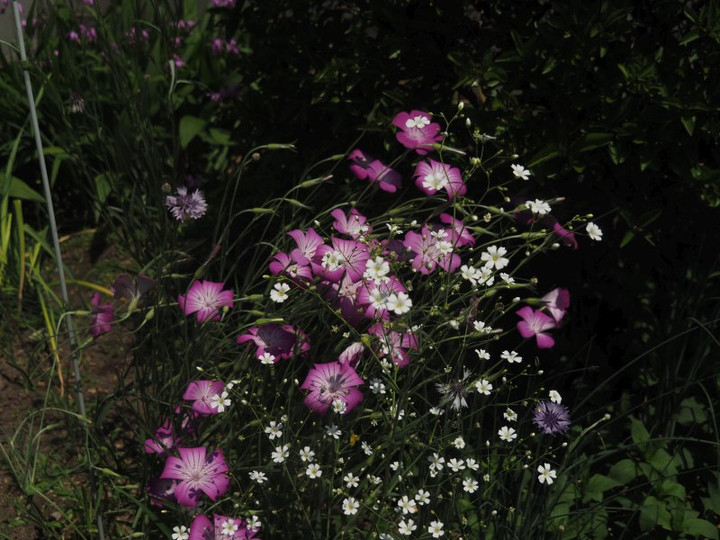 P4295734