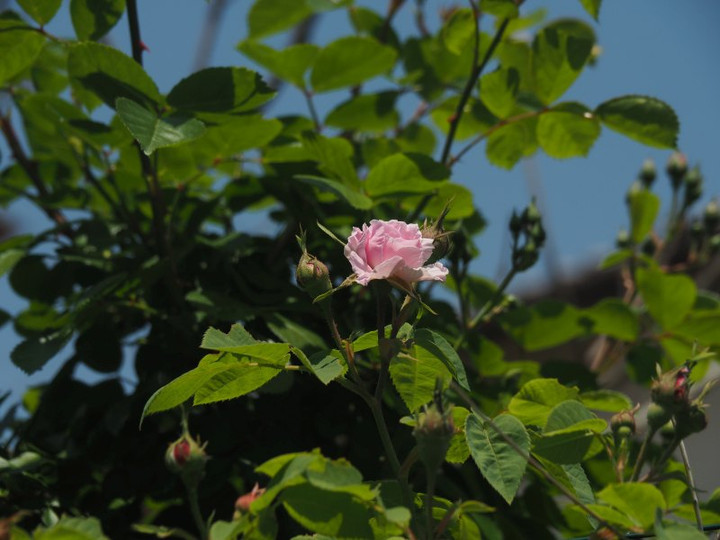 P4295735