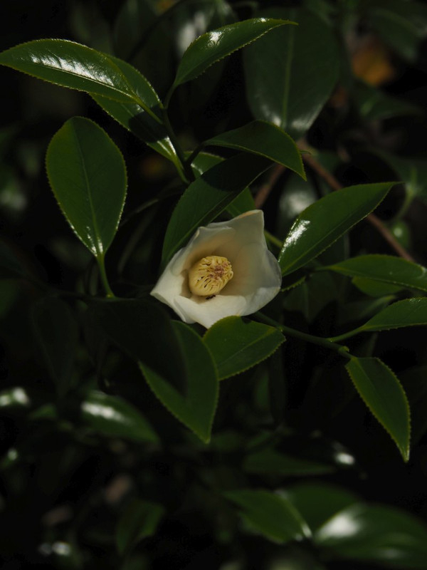 P4295741