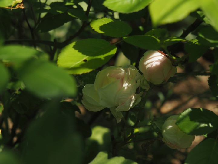 P4295749