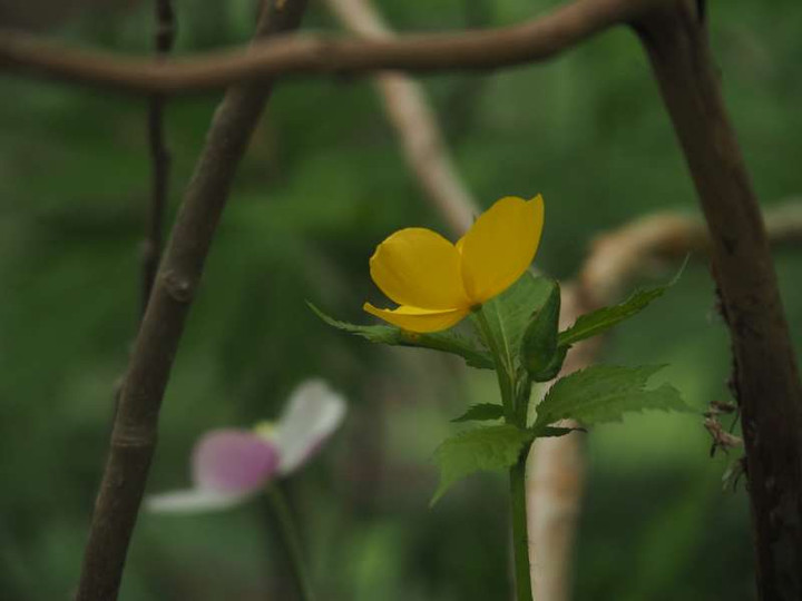 P4306137yamabukisouto