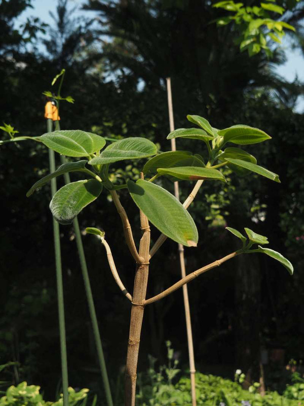 P5015755