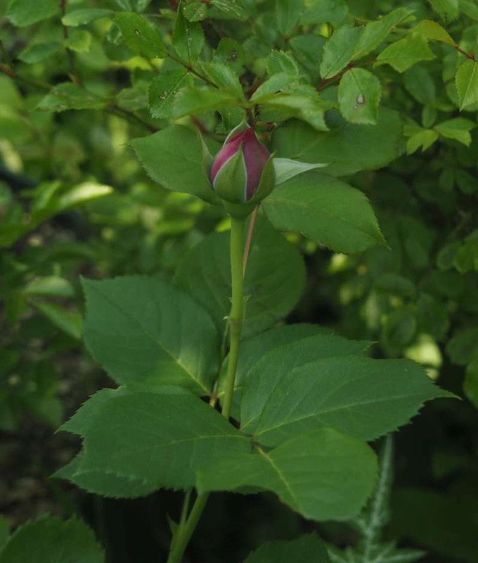 P5015782