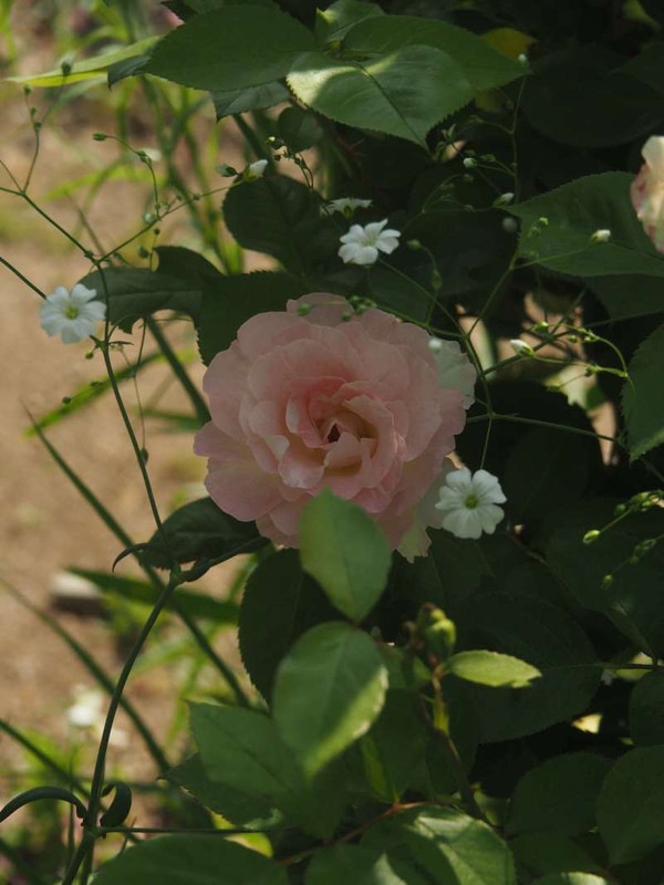 P5015791