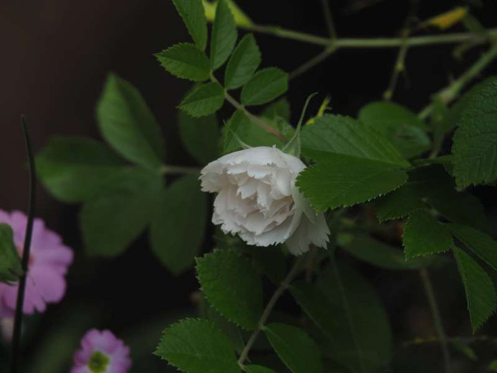 P5015812
