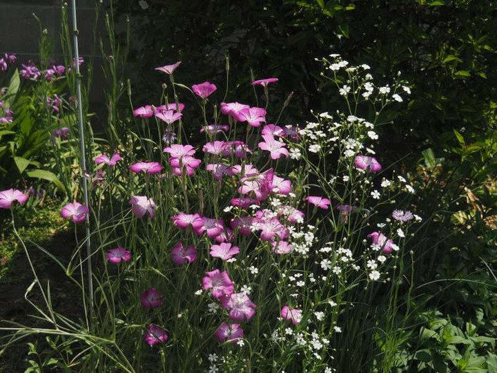 P5015819