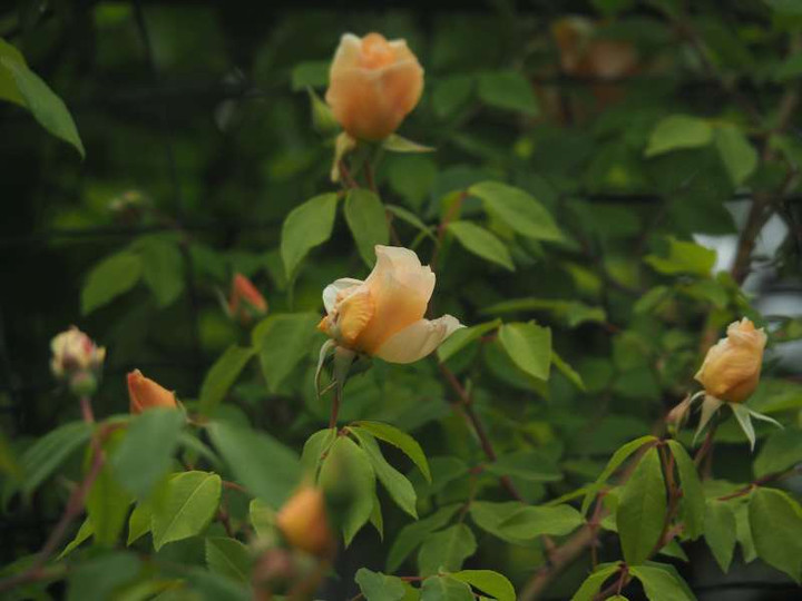 P5025831