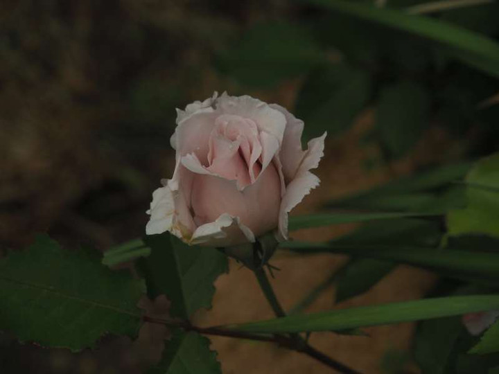 P5025842