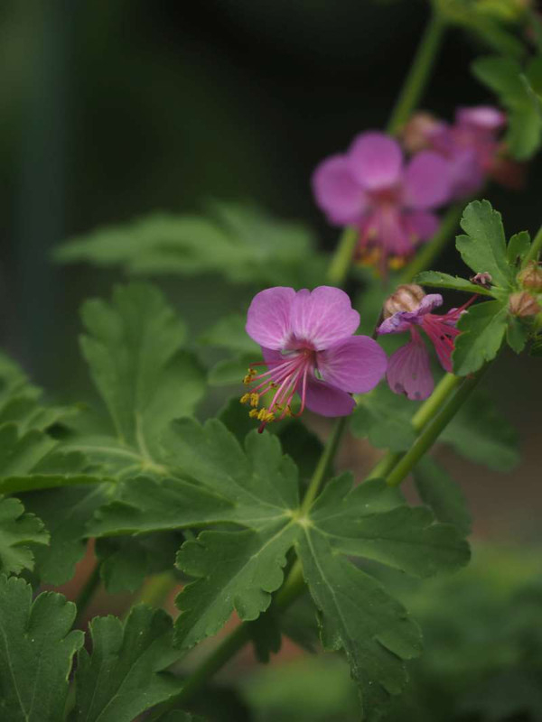 P5025857