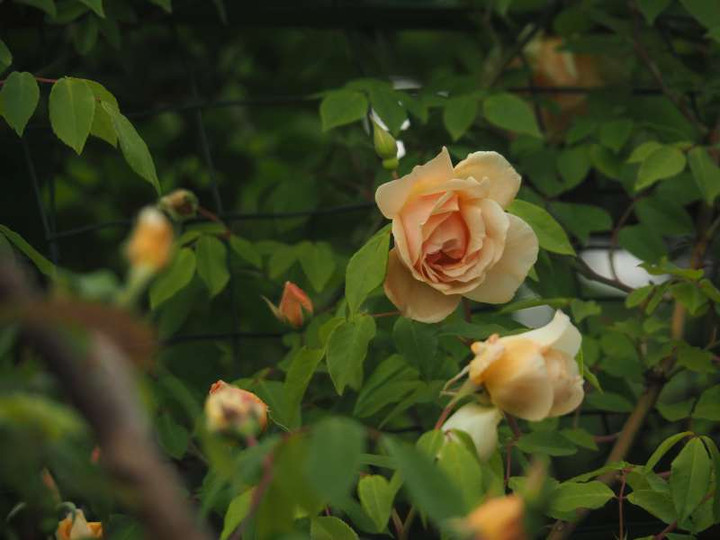P5035878