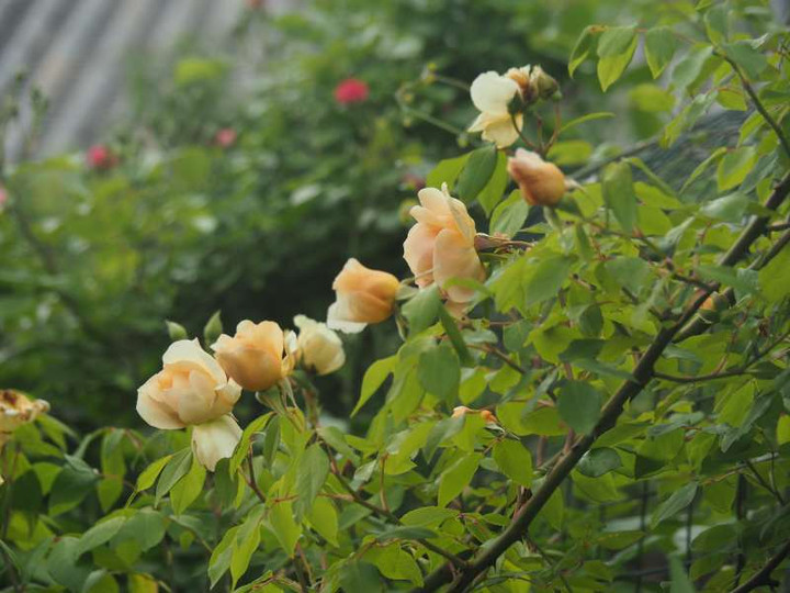 P5035886