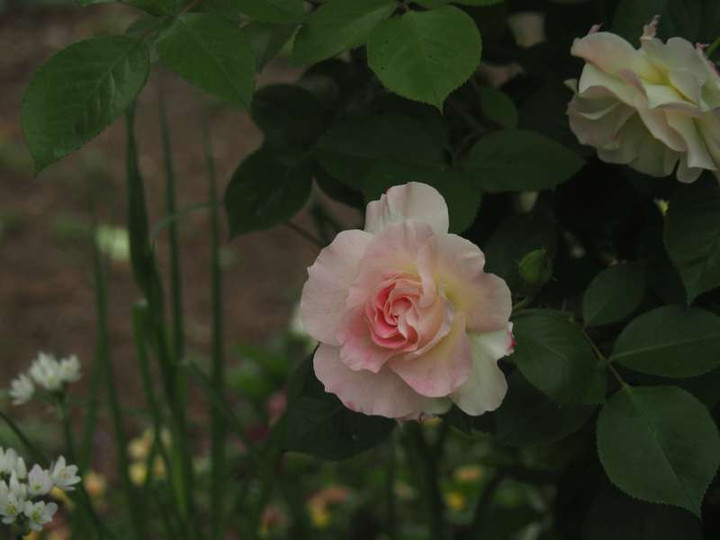 P5035888