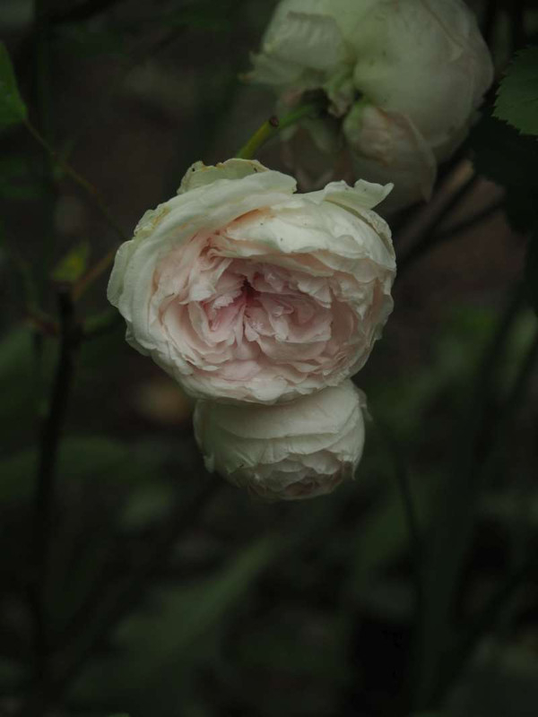 P5035890